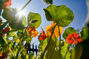 Kapuzinerkresse im Bauerngarten bei Gegenlicht Kapuzinerkresse im Bauerngarten bei Gegenlicht
